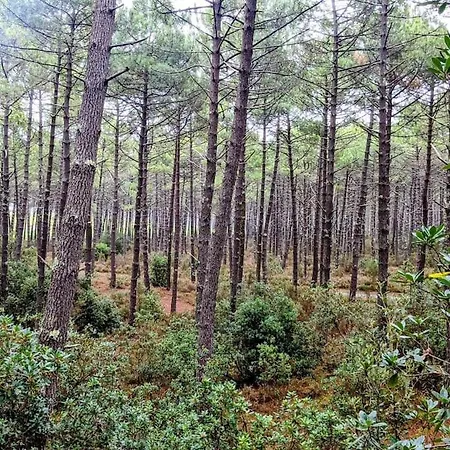 Agreable Dans Calme Sous Les Pins Daire *