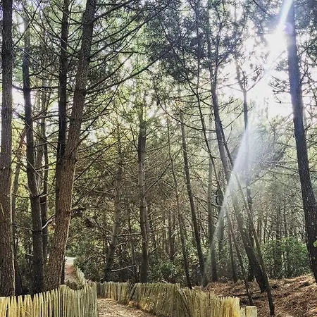 Daire Agreable Dans Calme Sous Les Pins Lacanau