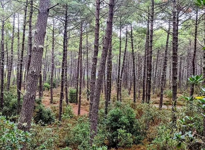 Agreable Dans Calme Sous Les Pins 公寓 *