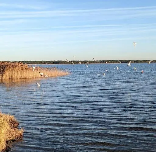 Agreable Dans Calme Sous Les Pins 公寓 拉卡诺