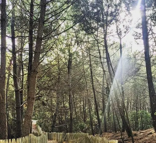 公寓 Agreable Dans Calme Sous Les Pins 拉卡诺